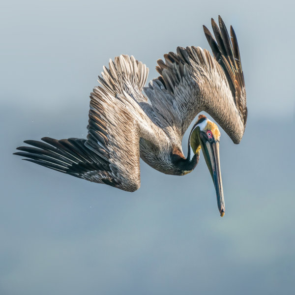Image by Ron Harper