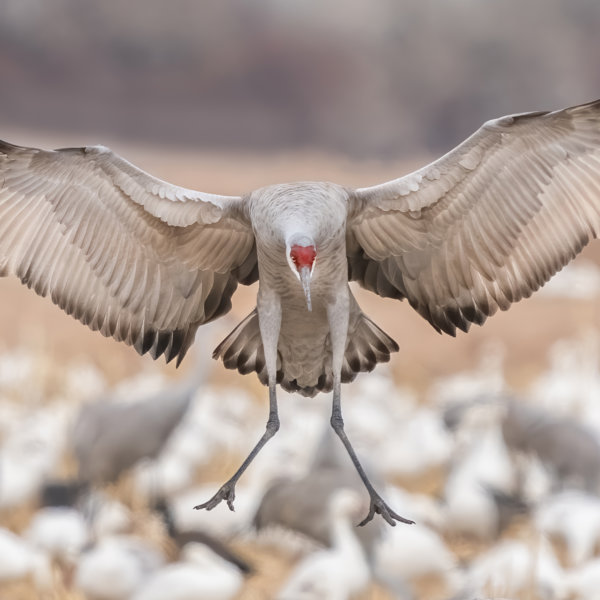 Image by Ron Harper