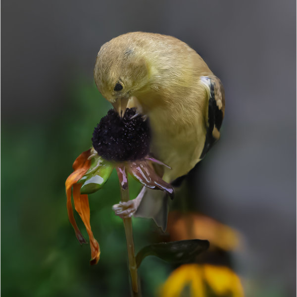 Image by Bryan Fritz