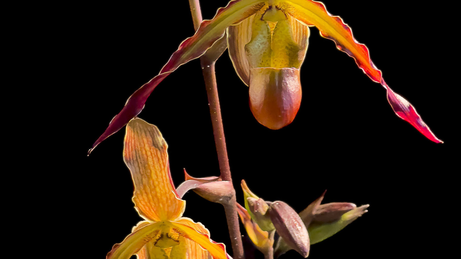 Phragmedium Orchid by Eleen Webb
