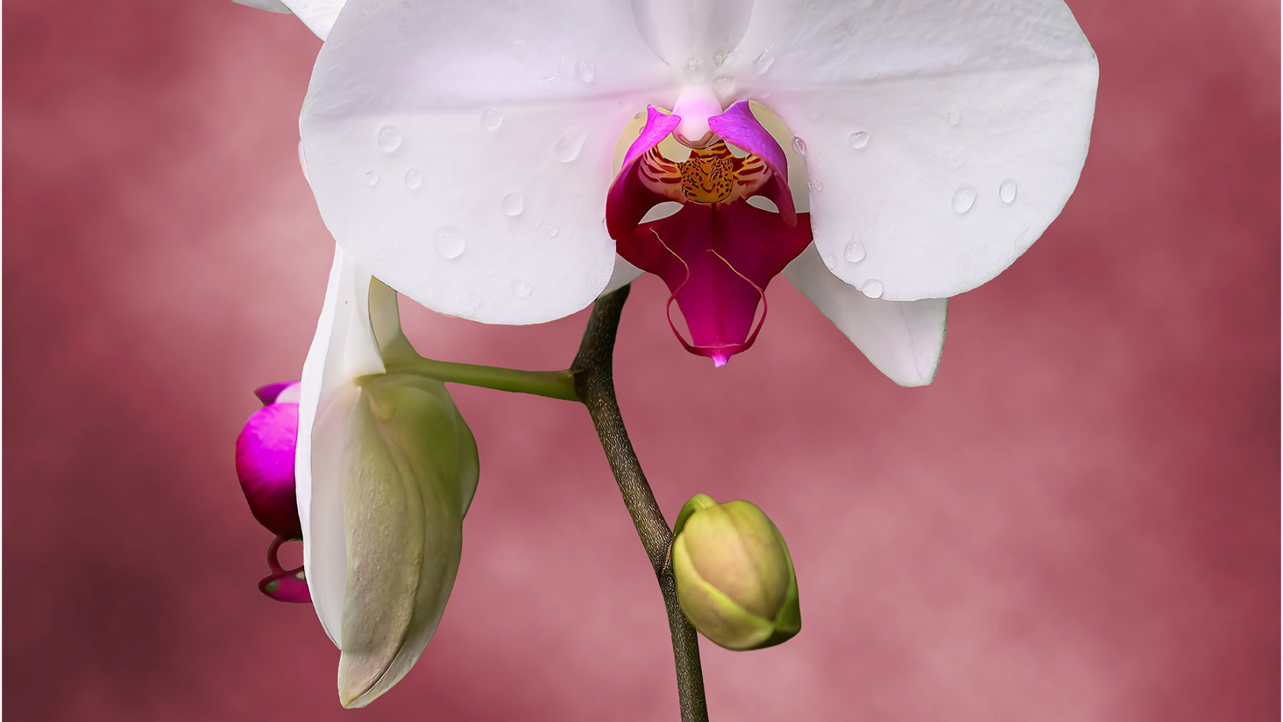 Amazing Phalaenopsis Orchid by Bryan Fritz