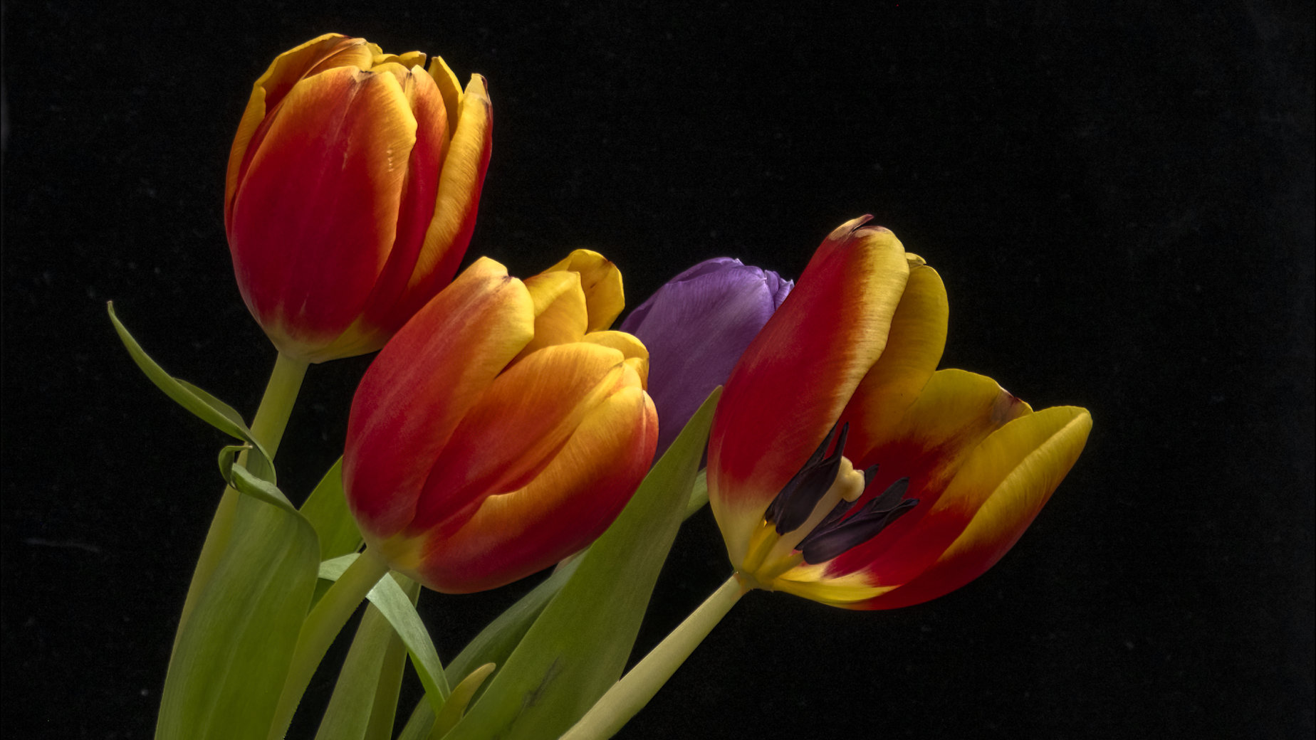 Tulips by Jane Melrose