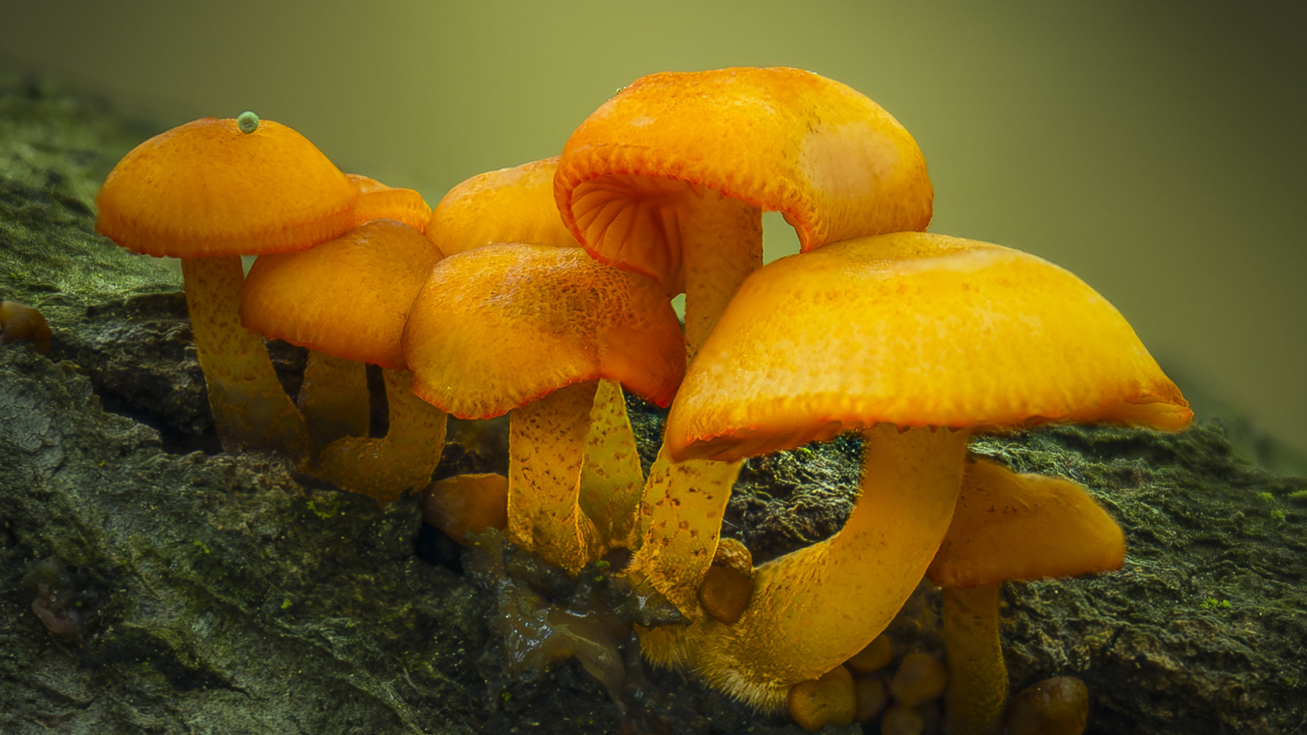 Tiny Mushrooms - Tinier Snail by Philip Colet