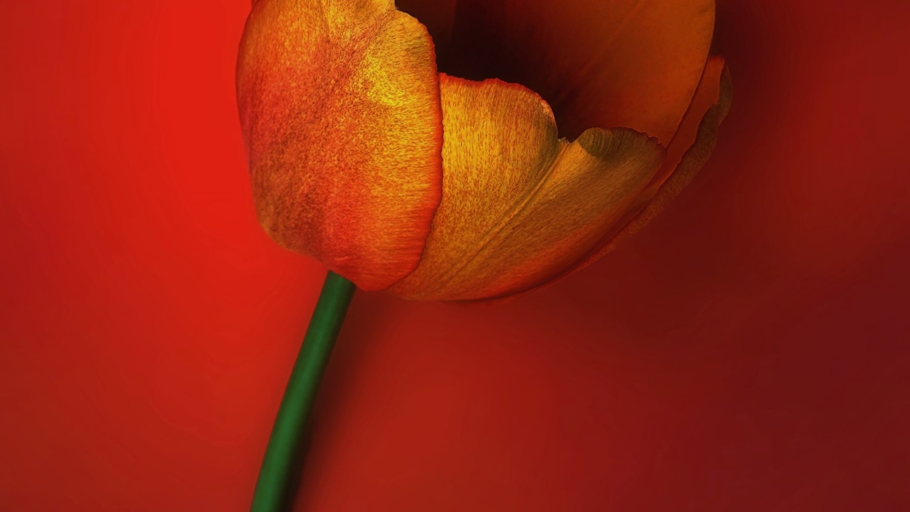 Orange Crush by Cynthia Magliocco