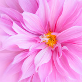 Dahlia Dreams