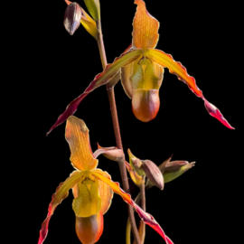 6085 Phragmedium Orchid 2