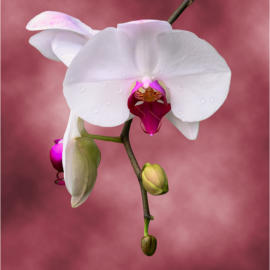 Amazing Phalaenopsis Orchid