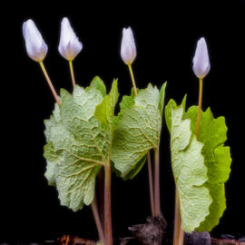 Flora Competition 2 of 3