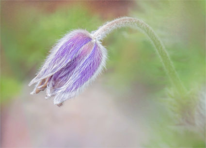 Image by Marg Foley