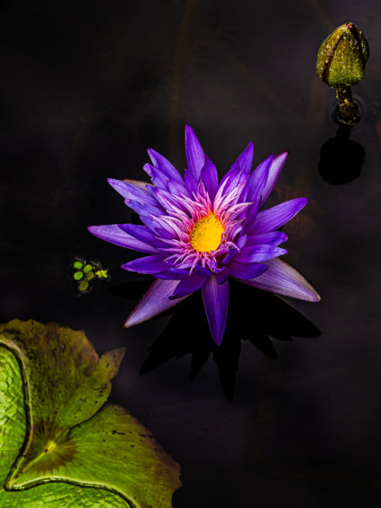 Image by Guy P Larin