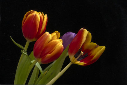 Image by Jane Melrose