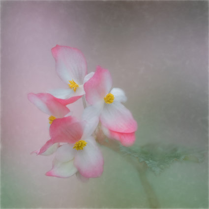 Image by Marg Foley