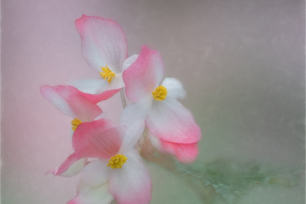 Image by Marg Foley