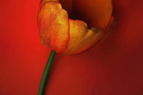 Image by Cynthia Magliocco