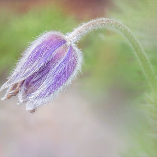 Image by Marg Foley