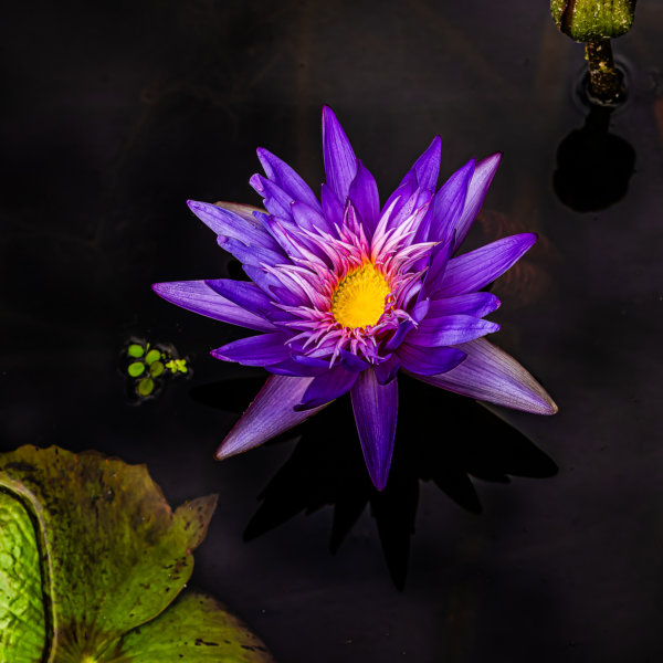 Image by Guy P Larin