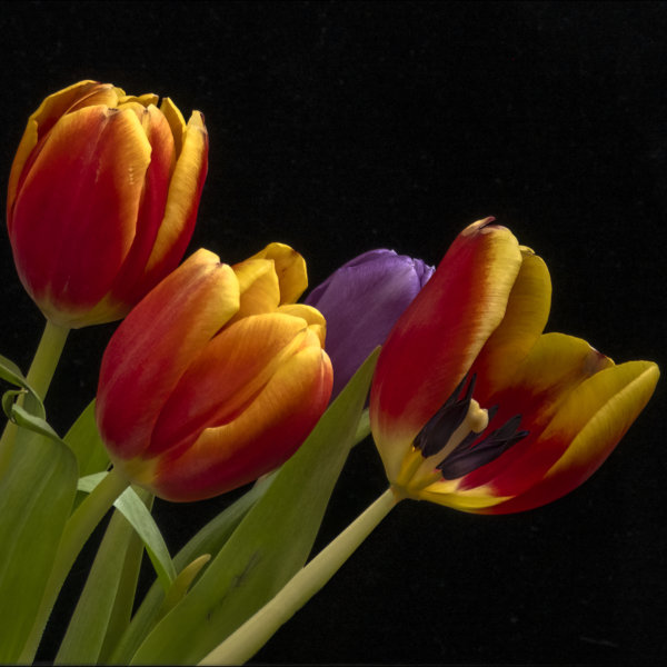 Image by Jane Melrose