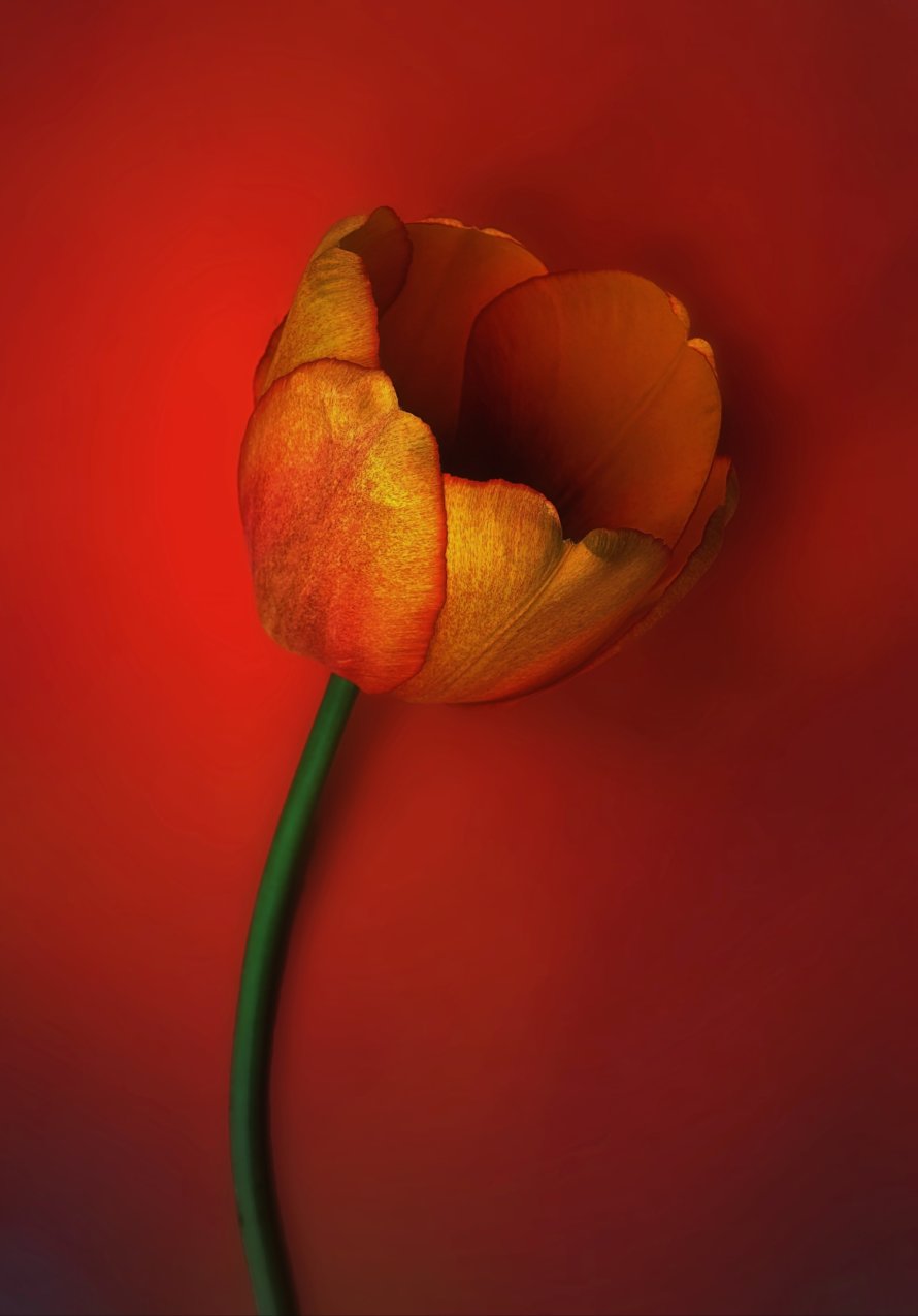 Flora Competition *HYBRID*